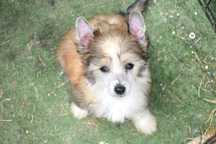 Lyborius Legacy - Chinese Crested Dog
