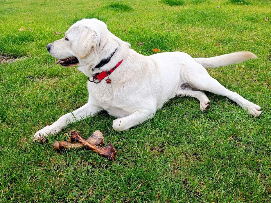 Labrador retriever z rodowodem ROCZNY PSIAK