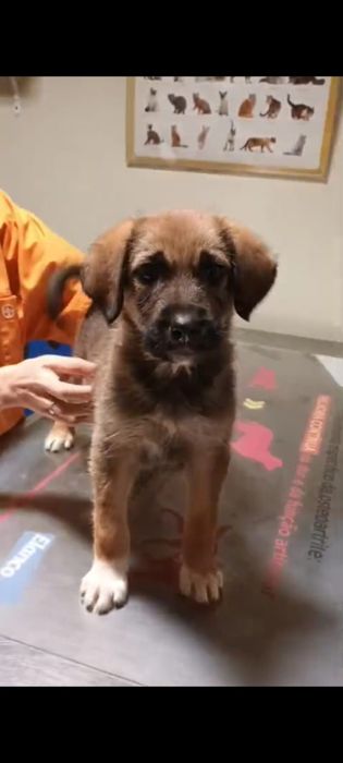 Cachorrinho para adoção