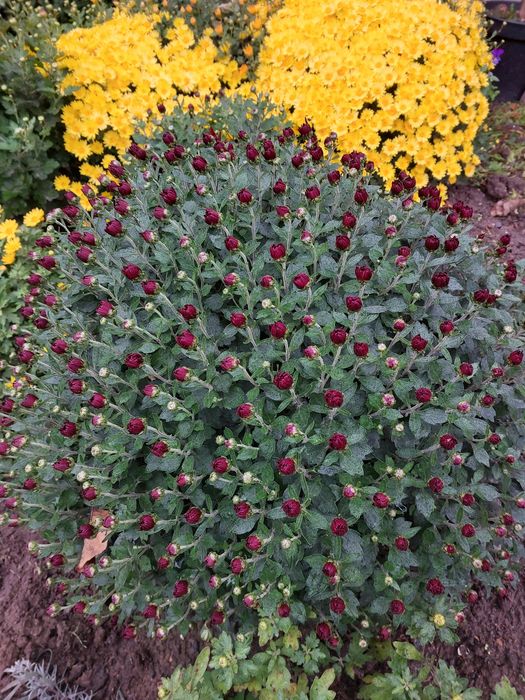 Маточники мультифлора жовта