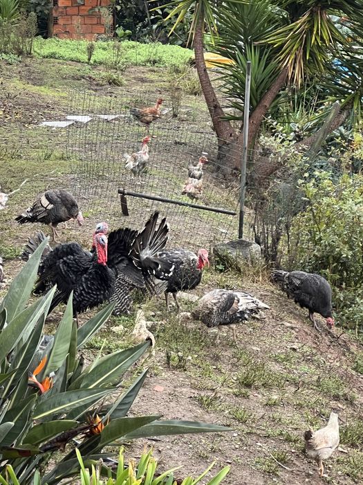 Vendo Perus, 2 femeas e 2 machos.