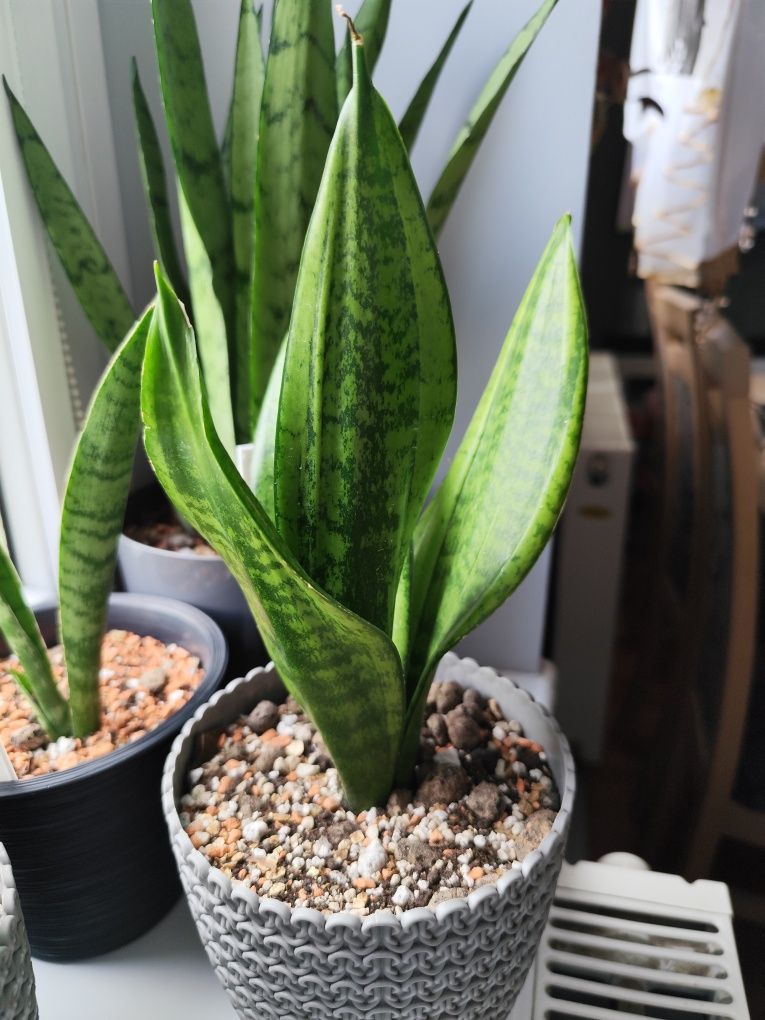 Sansevieria Moonshine Mutation kolekcjonerska