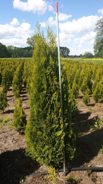 Tuja BRABANT 140-150 cm PROMOCJA ładne, grube