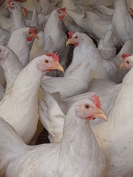 Kury Leghorn Leghorny Młode Nioski 23 tyg