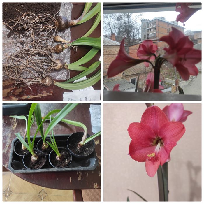 Гіпераструм Pink Carden