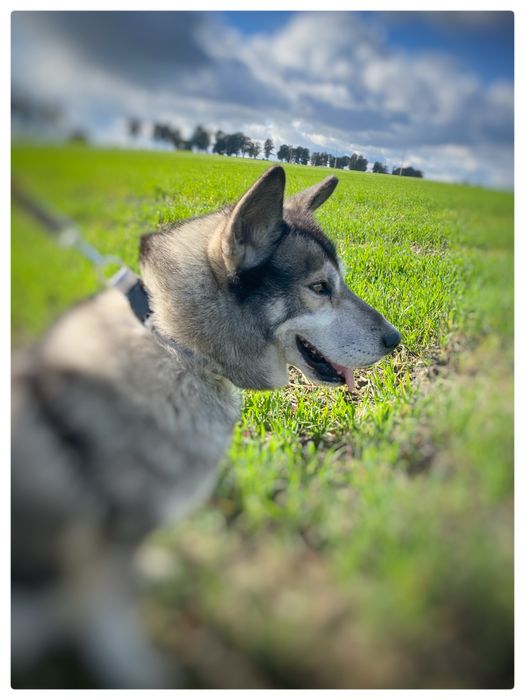 Haski - Lumen - pies do adopcji