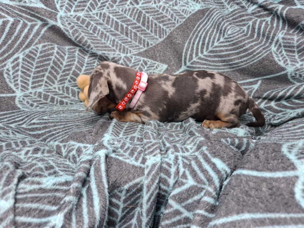 jamnik miniaturowy suczka merlle