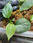 Philodendron Camposportoanum-sadzonka