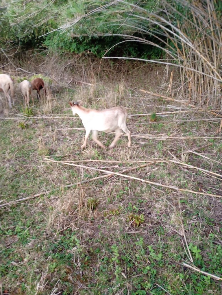 Animais da quinta