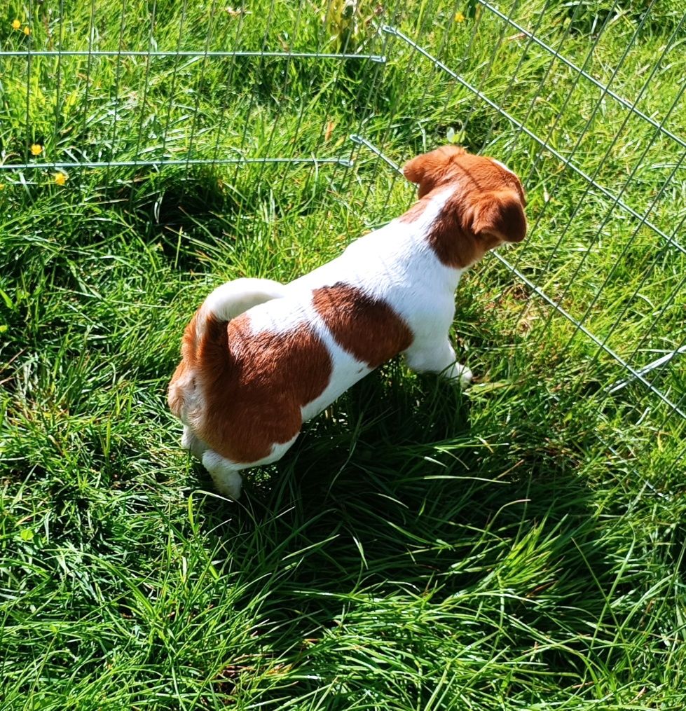 Jack Russell Terrier gładkowłosy ZKwP FCI