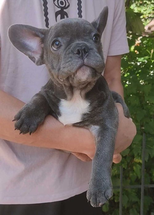 Голубой мальчик 3 месяца