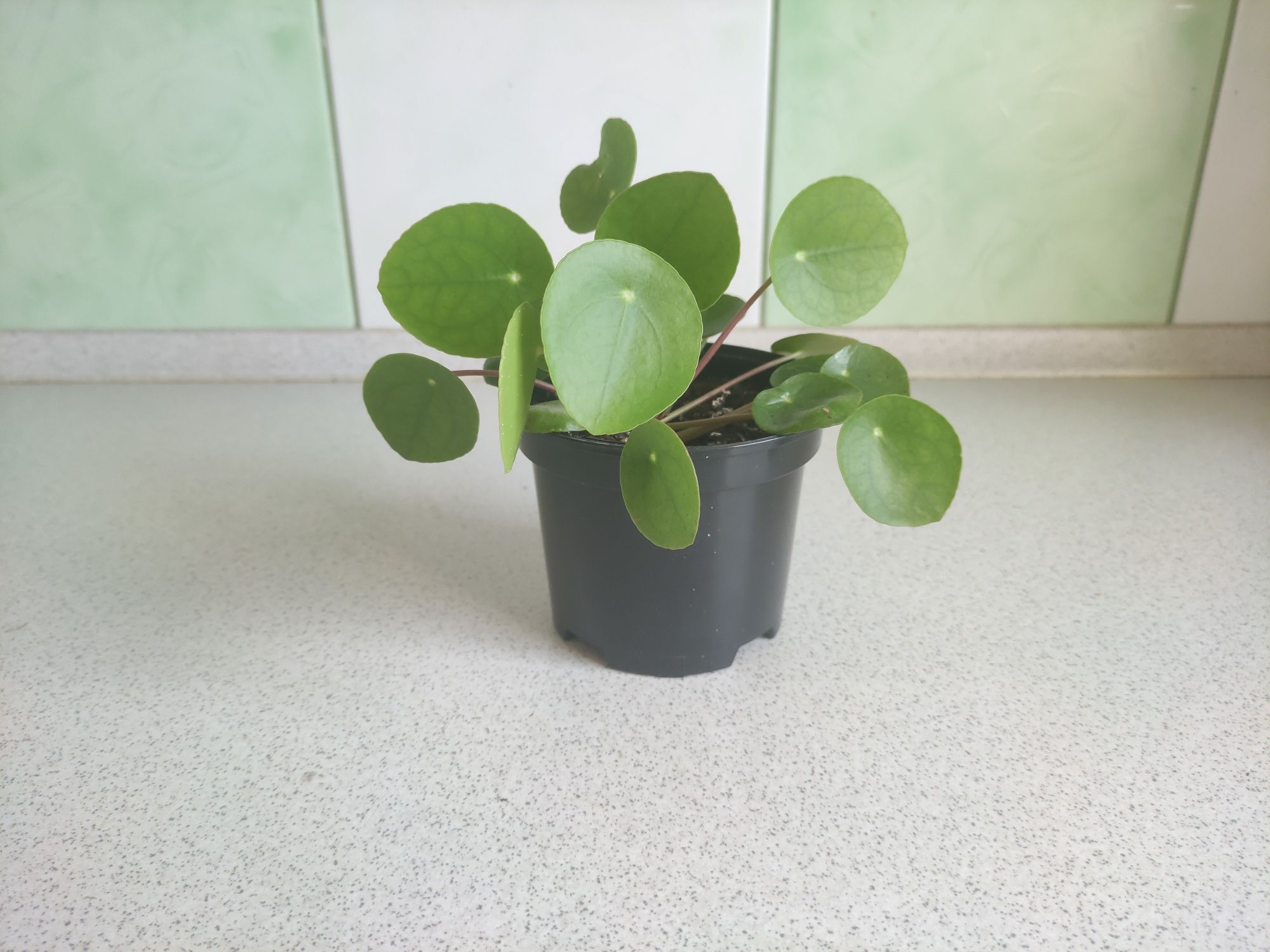 Kwiat doniczkowych, Pilea, Pieniążek.