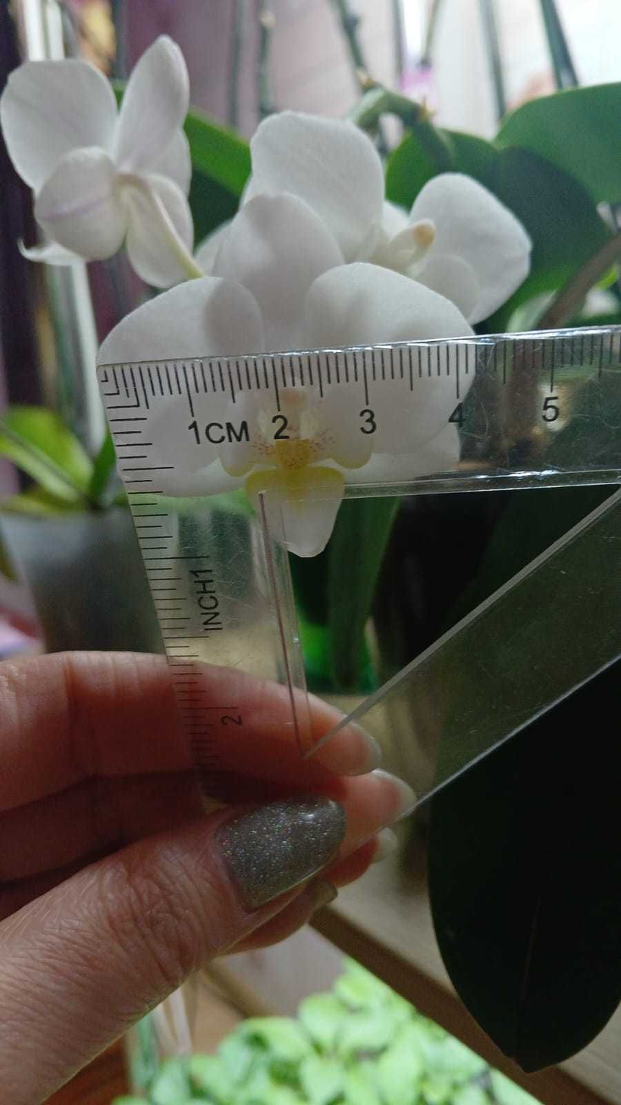 Орхiдея Phal. Snowflake.