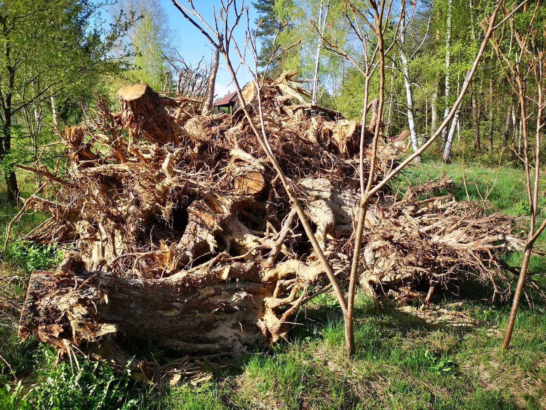 Oddam za darmo korzenie i pnie drzew