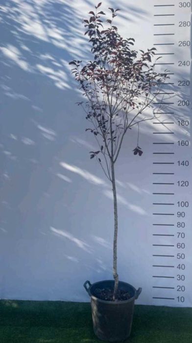 Árvore Prunus cerasifera 2,50/300cm