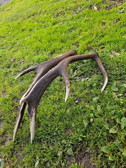 Poroże zrzuty para zrzutów