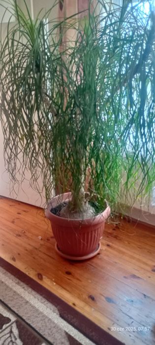 Nolina/ Stopa słonia: drzewko 2 metry