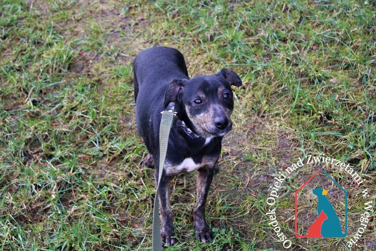 Lilo - mały, fajny piesek szuka domu! Adoptuj!