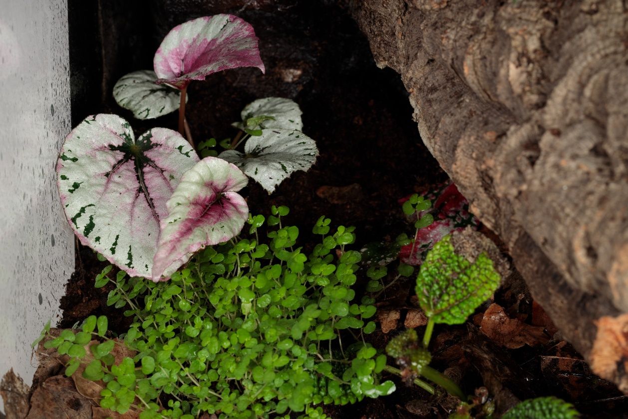 Terrarium tropikalne paludarium