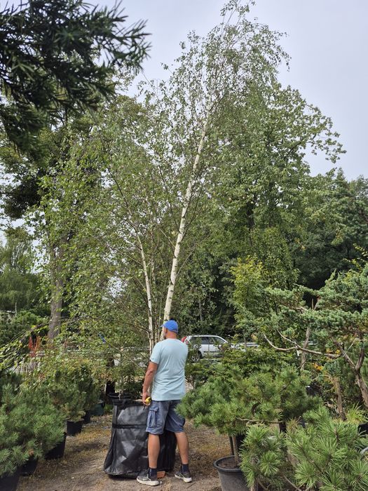 Brzoza Brodawkowata 8-10m