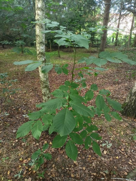 Orzech włoski sadzonki drzewka