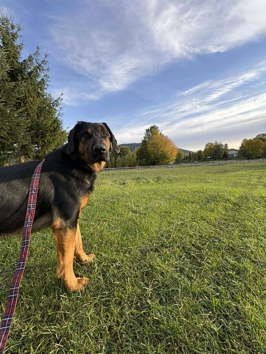 Roczny Psiak w typie beaucerona - UNIKAT