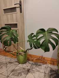 Monstera deliciosa