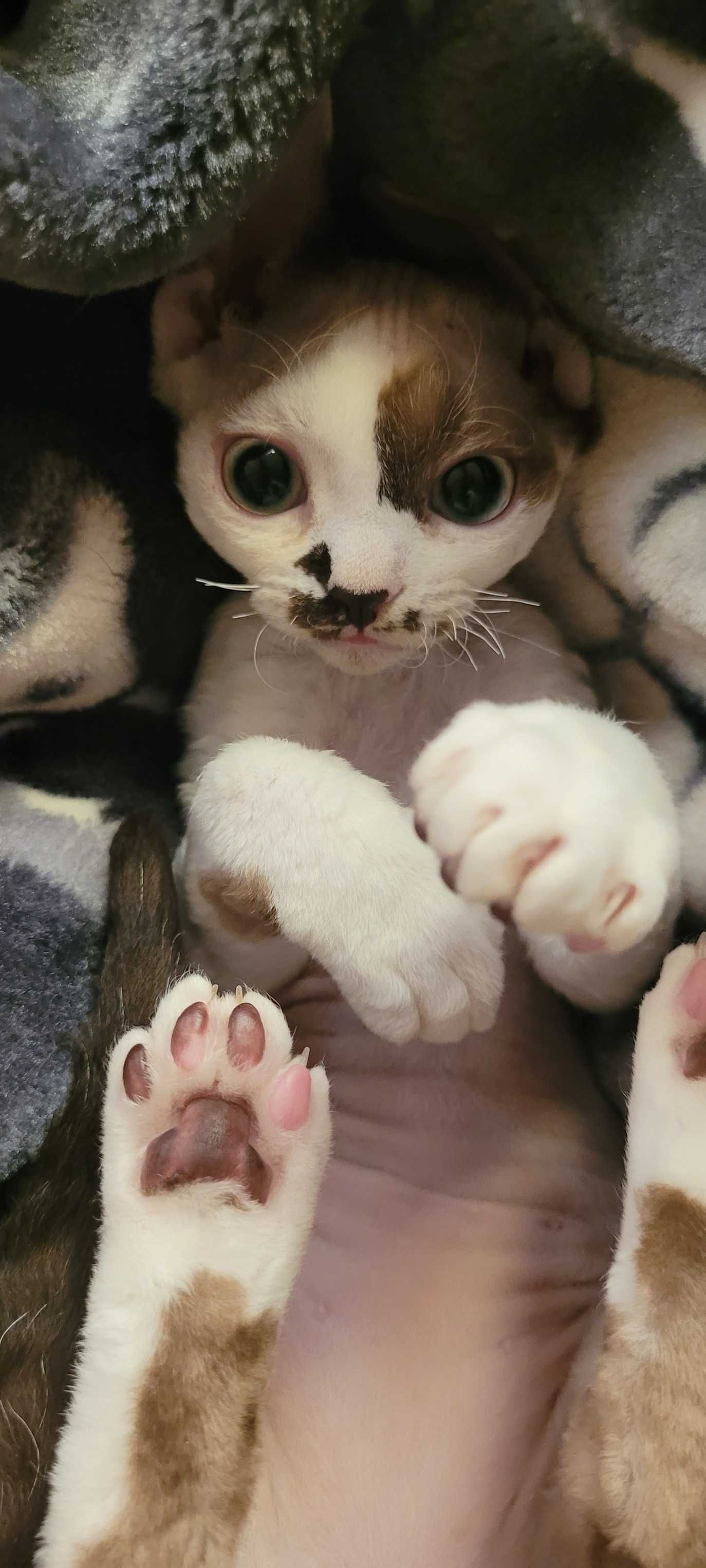 Koteczka Devon Rex