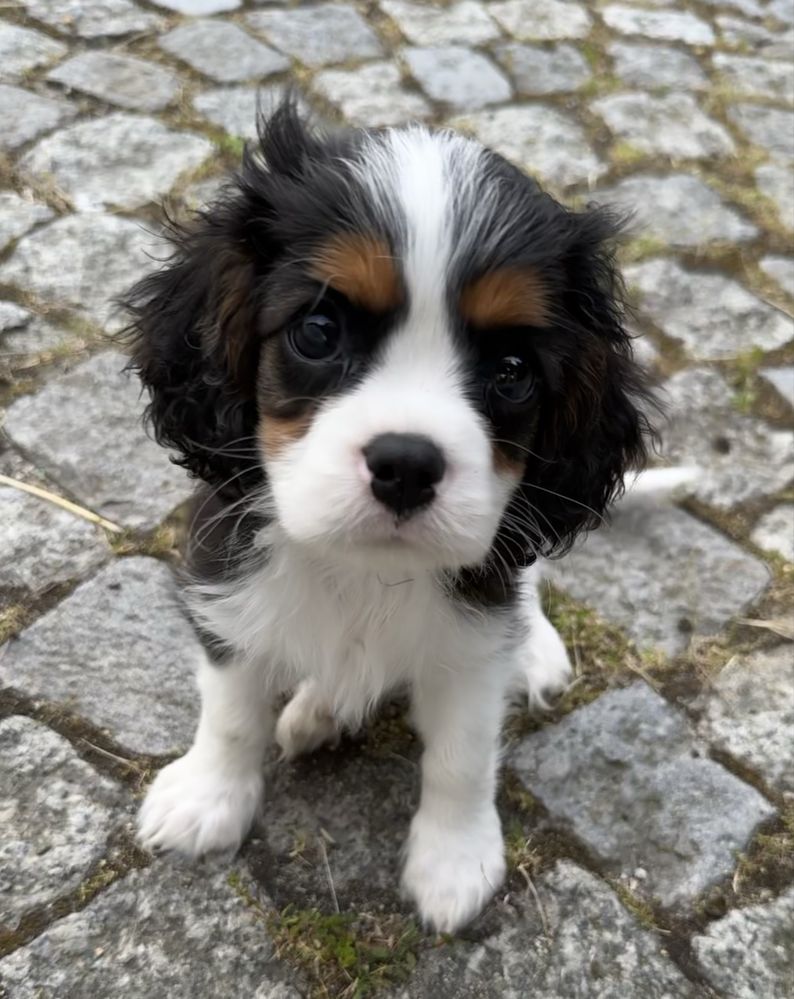 Piesek ZKwP gotowy do odbioru Cavalier King Charles Spaniel FCI