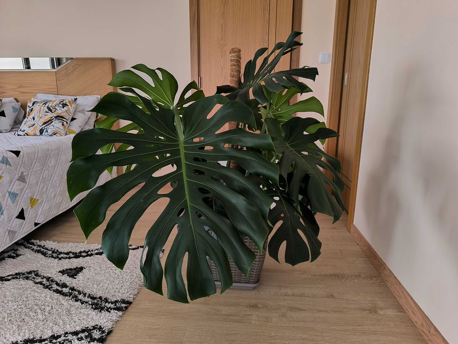 Monstera Deliciosa (Costela-de-Adão)