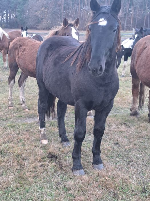 Klaczka kara 1.5 roku