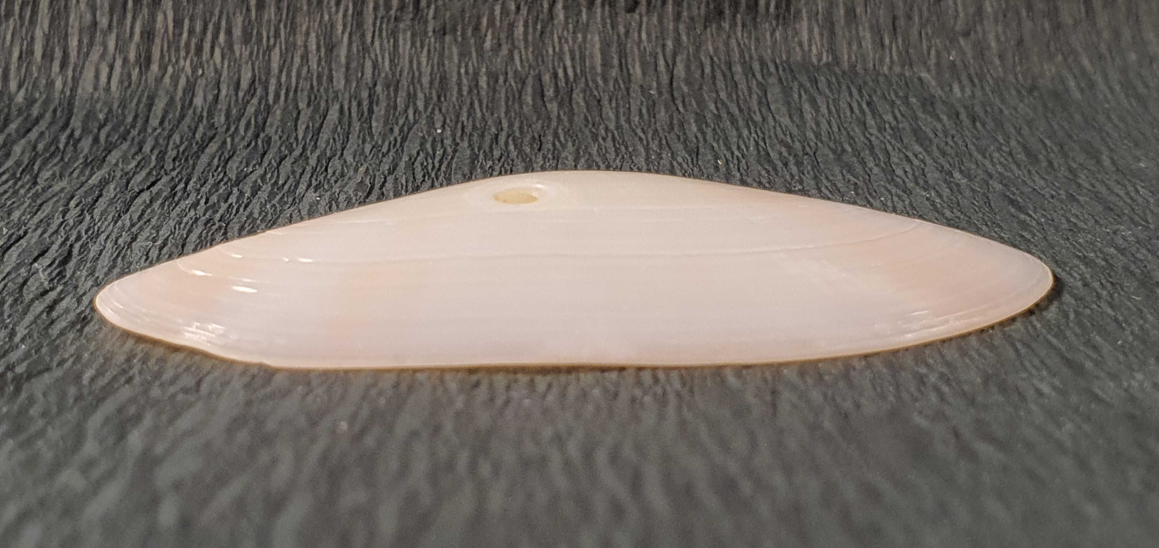 Muszla morska o wymiarach 60 x 30 x 10 mm (nr 20)