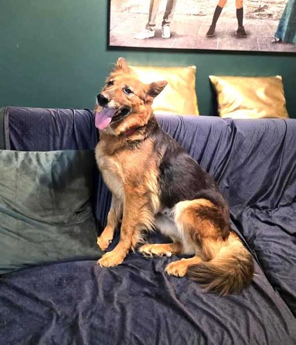 Cudna, kochana, łagodna, przytulaśna sunia prosi o dom