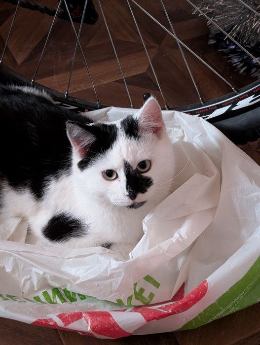 Милый котик ищет дом