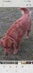 REPRODUKTOR Golden Retriever
