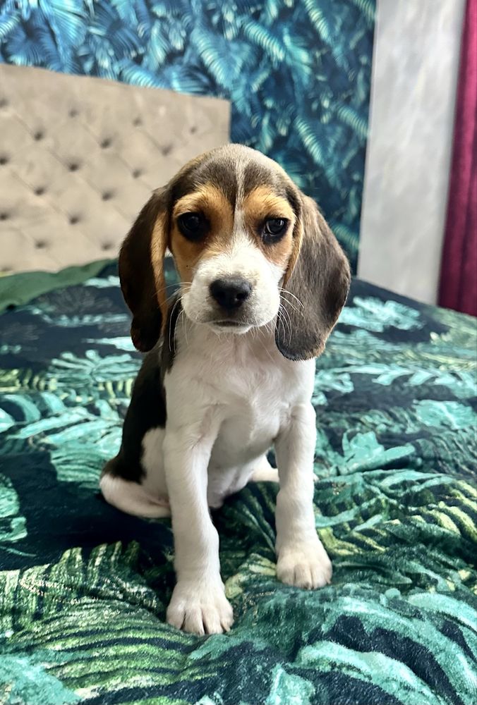 Suczka beagle gotowa do odbioru z Rodowodem