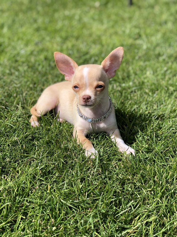 Chihuahua piesek