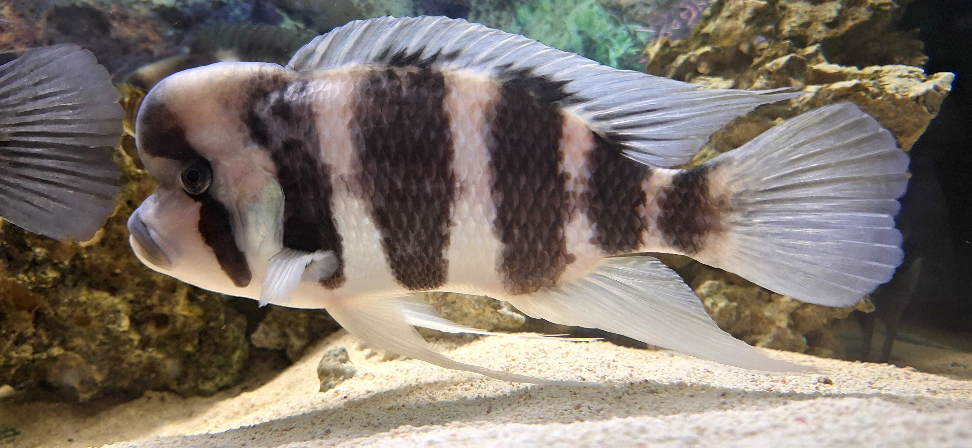 aquario e sump e asseçorios