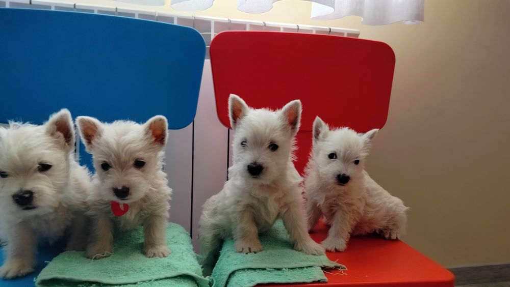 Śliczne szczenię -West Highlights White Terrier