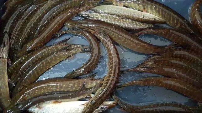 Szczupak do zarybień / hodowlany / konsumpcyjny