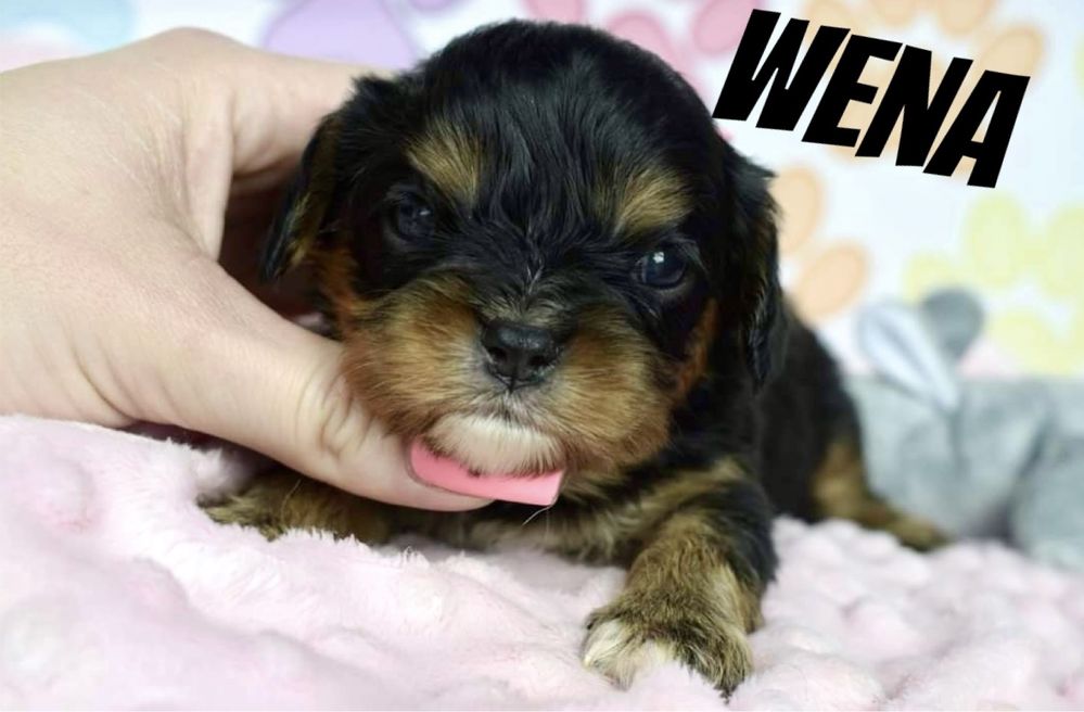 Cavalier King Charles Spaniel suczka Wena Blsck and Tan