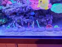 Akwarium morskie Montipora  mix 9 szt talerzowa czerwona zielona