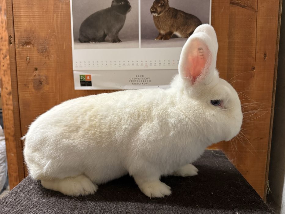 Króliki wiedeńskie białe (WB)/samce