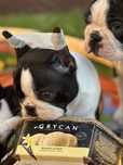 Boston terrier cudny chlopiec