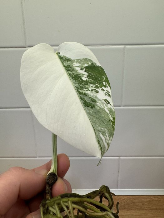Monstera Variegata szczepka kwiat kwiatek 11cm liść ładna