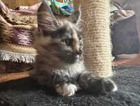 ,,Dory”koteczka Maine Coon FPL/TICA