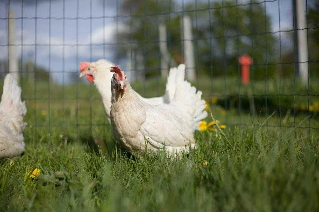 Nioski kurki odchowane Tetra tintet z jajkiem