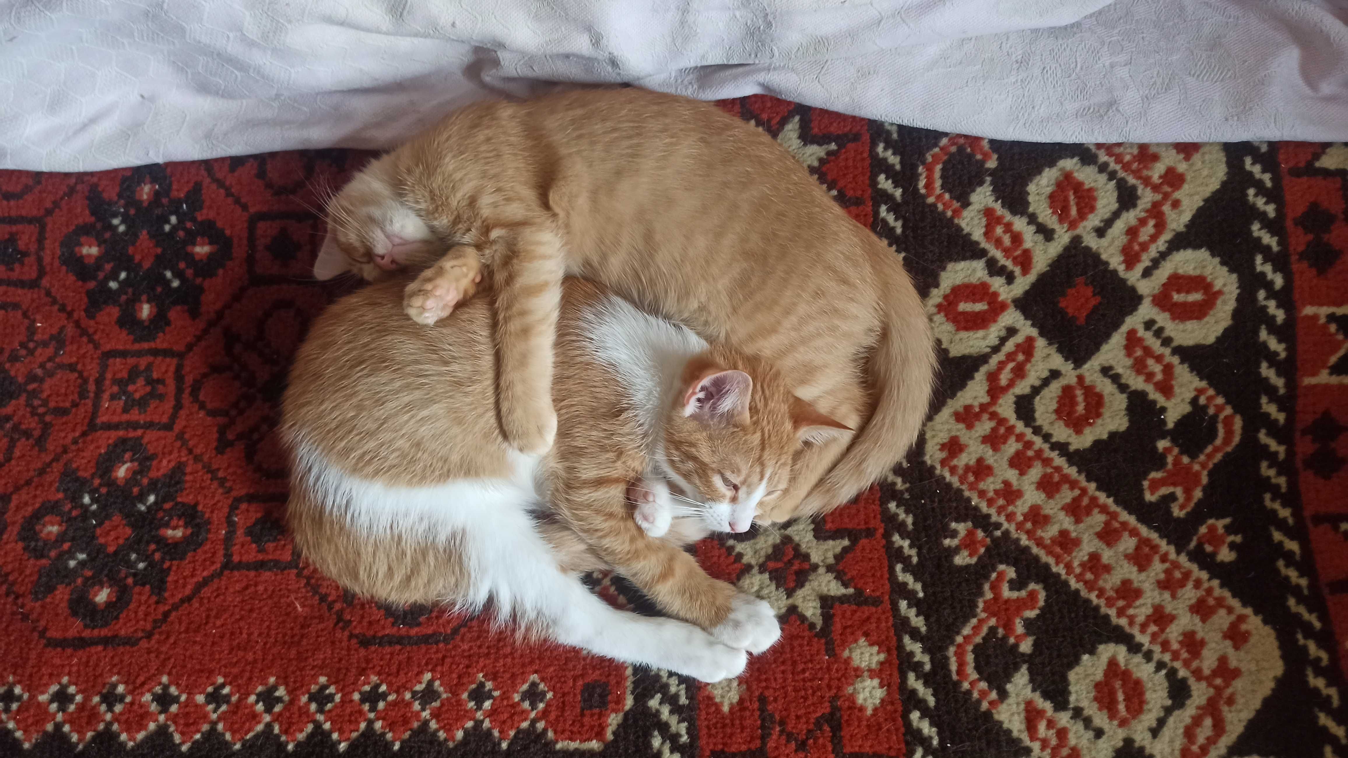 Котики 3 місяці, руденькі, віддам і хороші руки