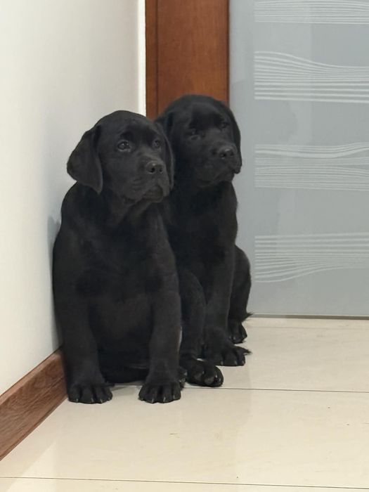 Szczeniak Labrador Retriever