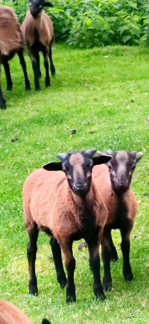 Owce owieczki brany tryczki kameruńskie